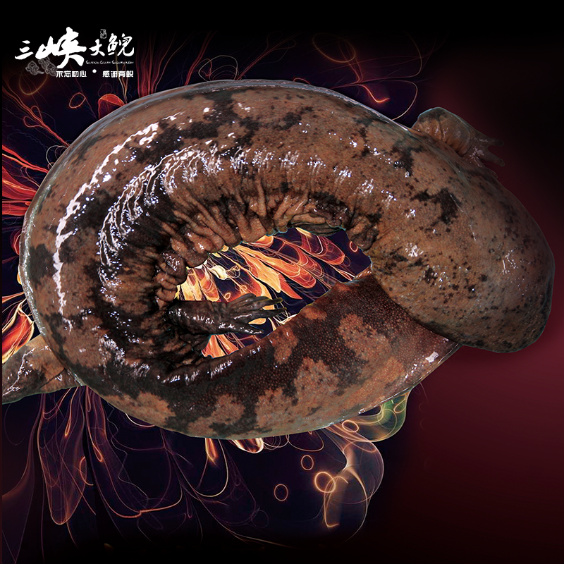 【有機認證】長(cháng)生走魚(yú)來(lái)自三峽庫區無(wú)人區和涵養區（長(cháng)生灣年產(chǎn)60萬(wàn)尾，長(cháng)生淀年產(chǎn)60萬(wàn)尾）
