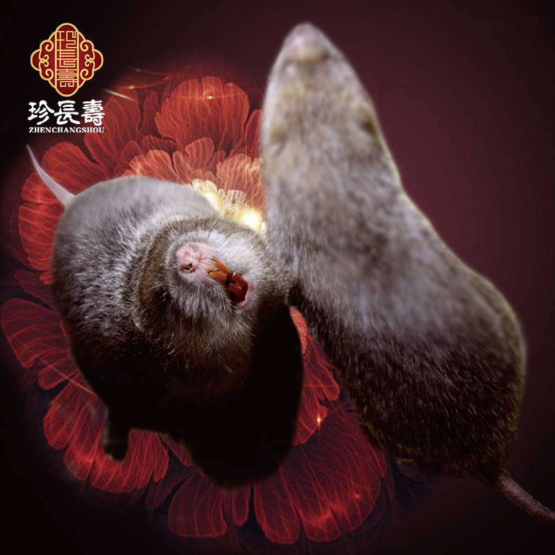 【有機認證】只吃竹子，不是鼠的“鼠”（長(cháng)生淀基地年產(chǎn)10萬(wàn)只）