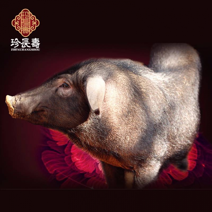 【有機認證】比羊吃草還多的豬，真正的食草豬（長(cháng)生淀年產(chǎn)3萬(wàn)頭）